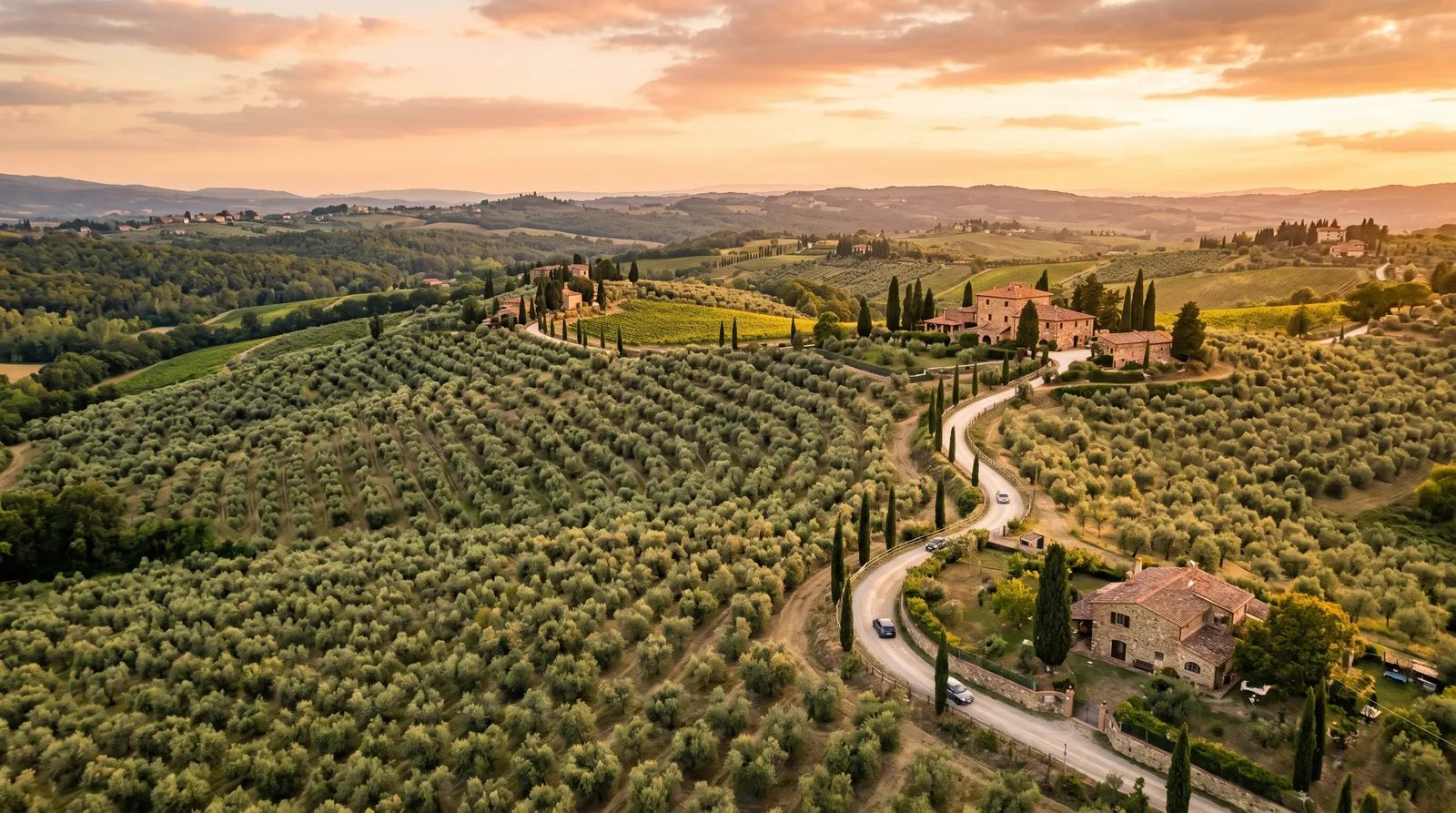 Uliveti in Toscana — la terra delle olive QuBi